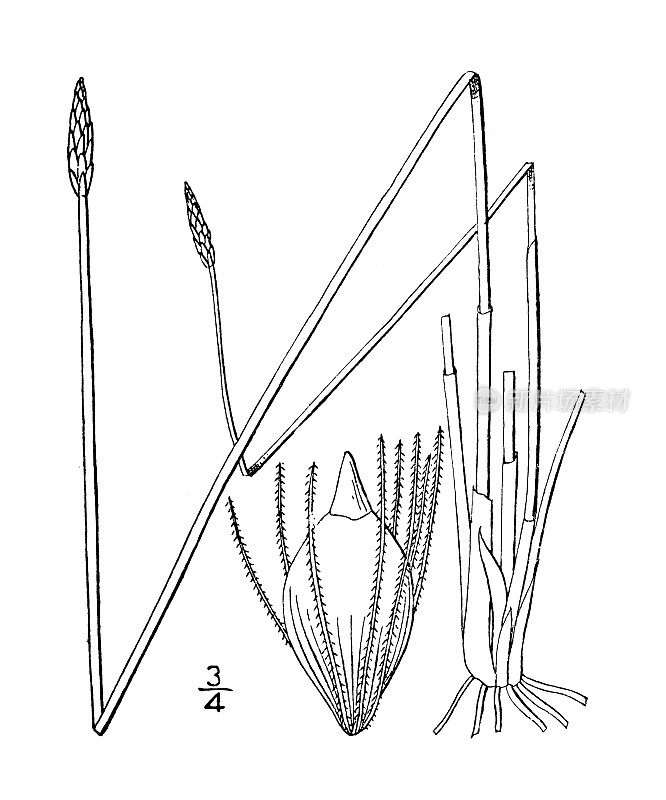 古植物学植物插图:Eleocharis rostellata，喙穗rush